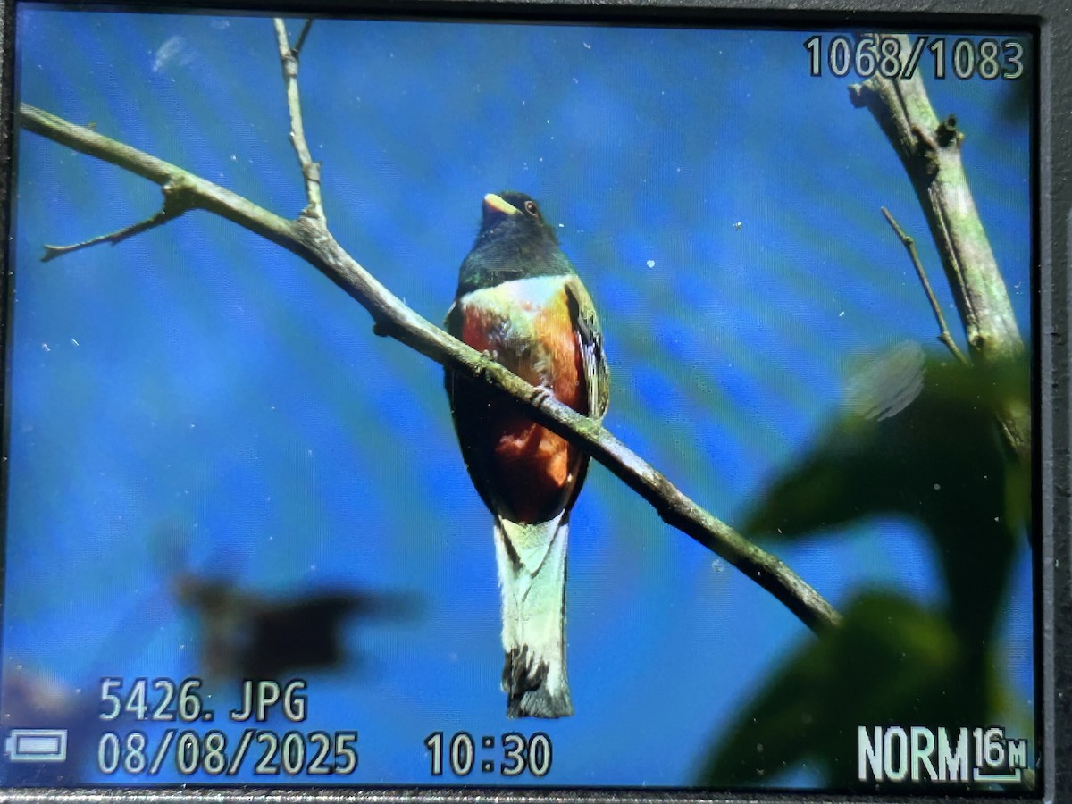 Coppery-tailed Trogon - ML640015389