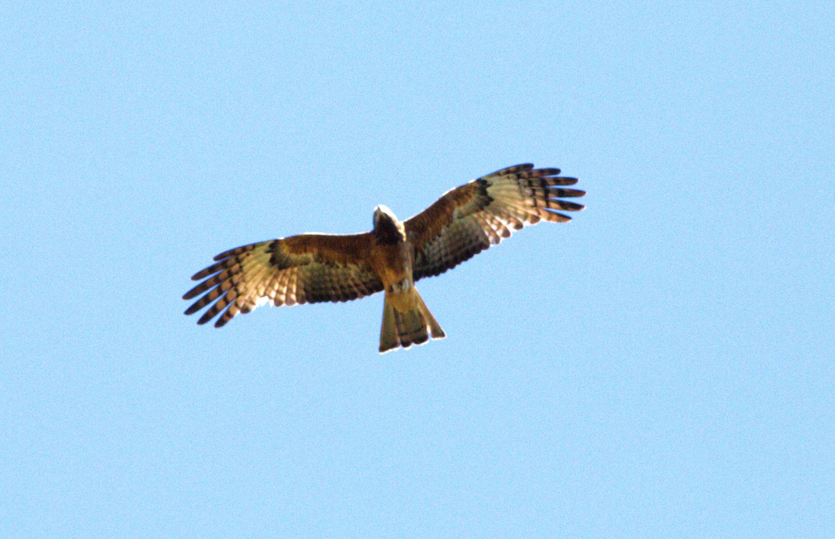 Square-tailed Kite - ML640015393