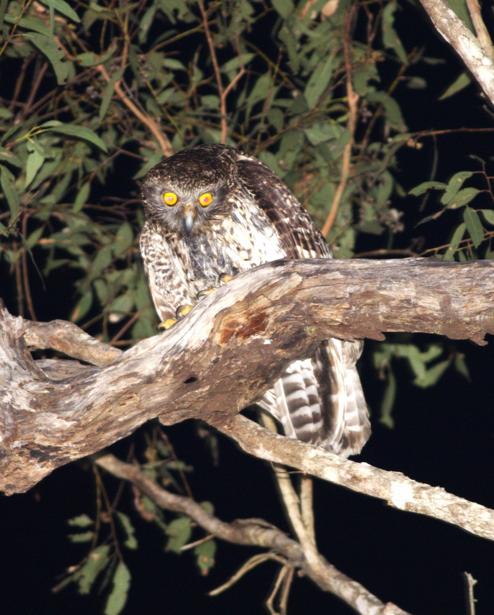 Powerful Owl - ML640015395