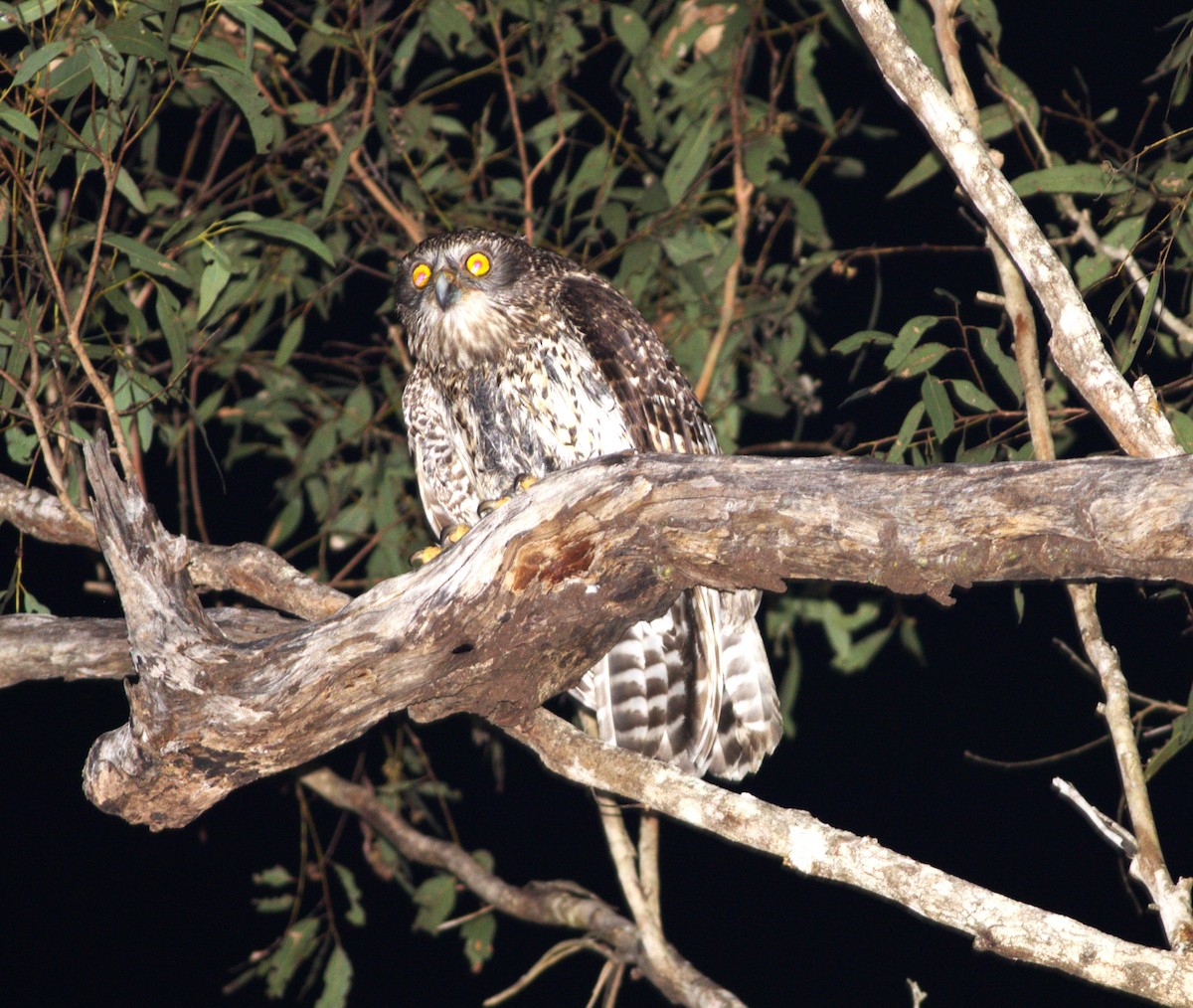 Powerful Owl - ML640015396