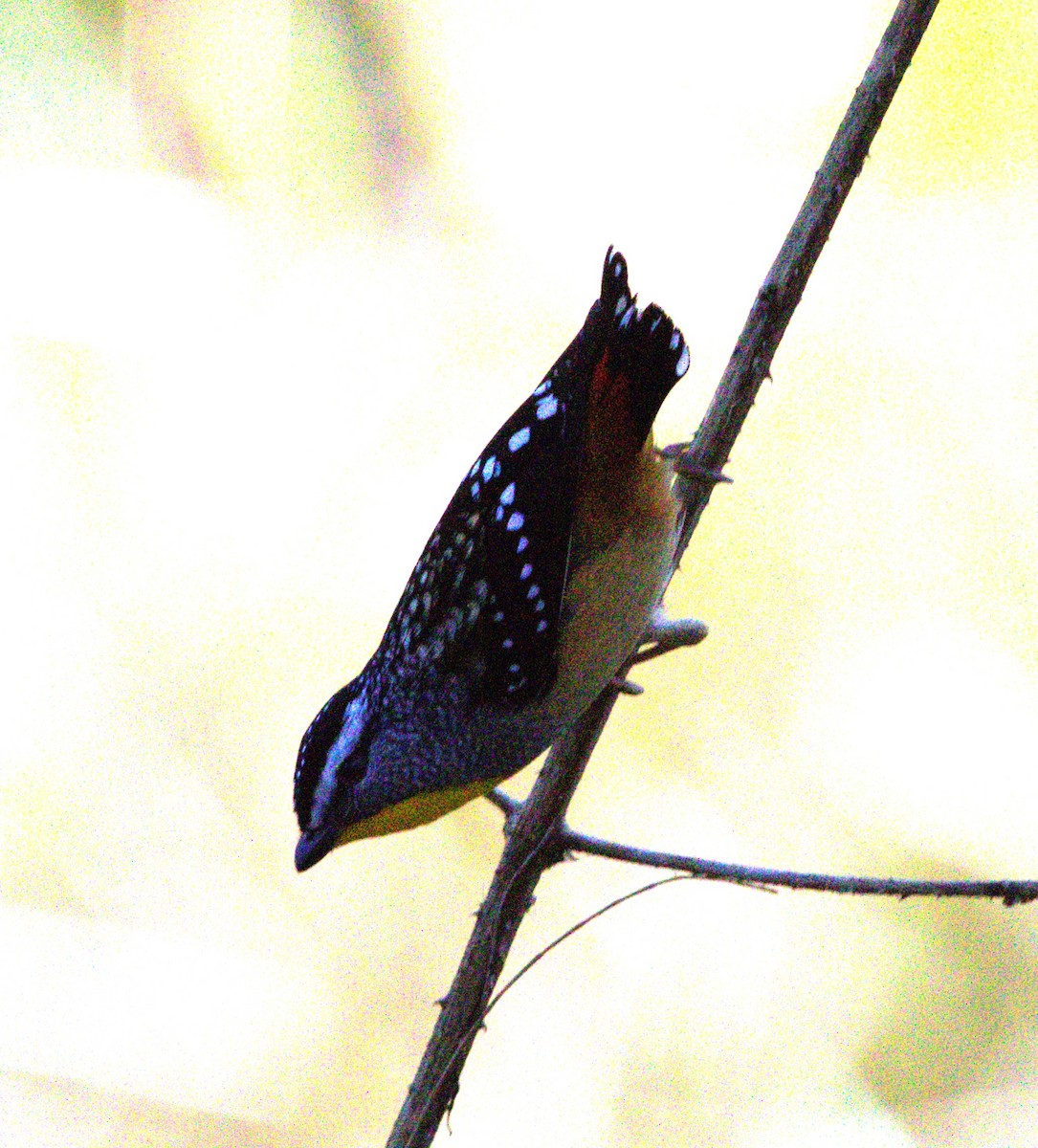 Spotted Pardalote - ML640015407