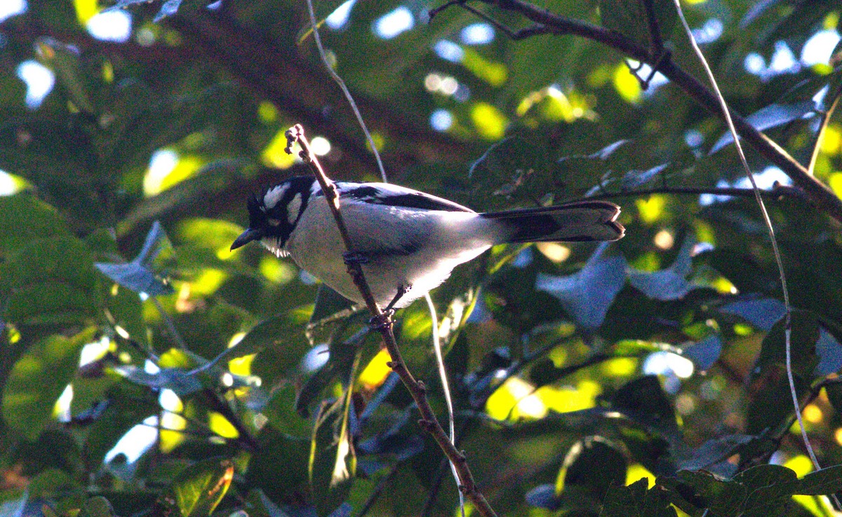 White-eared Monarch - ML640015411