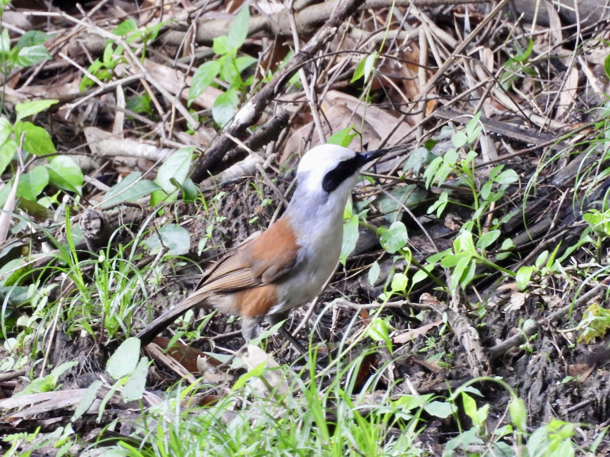 White-crested Laughingthrush - ML640015426