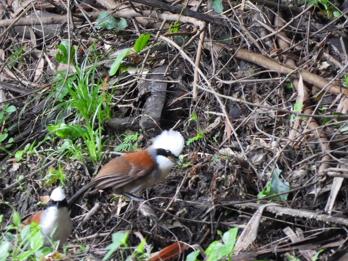 White-crested Laughingthrush - ML640015428