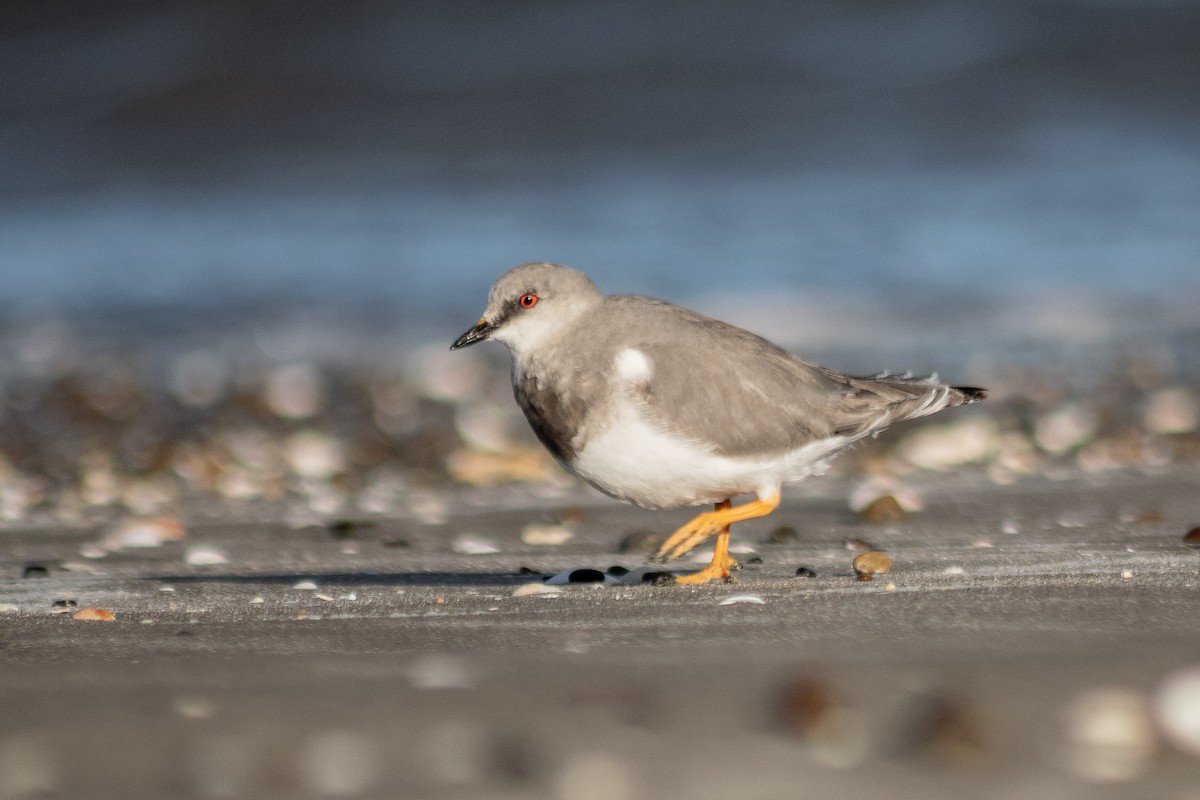 Magellanic Plover - ML640015433