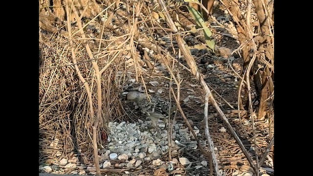 Great Bowerbird - ML640015466