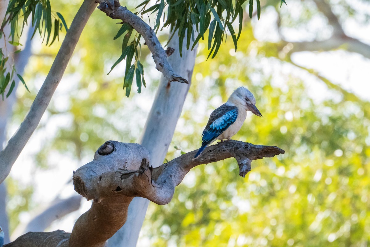 Blue-winged Kookaburra - ML640015530