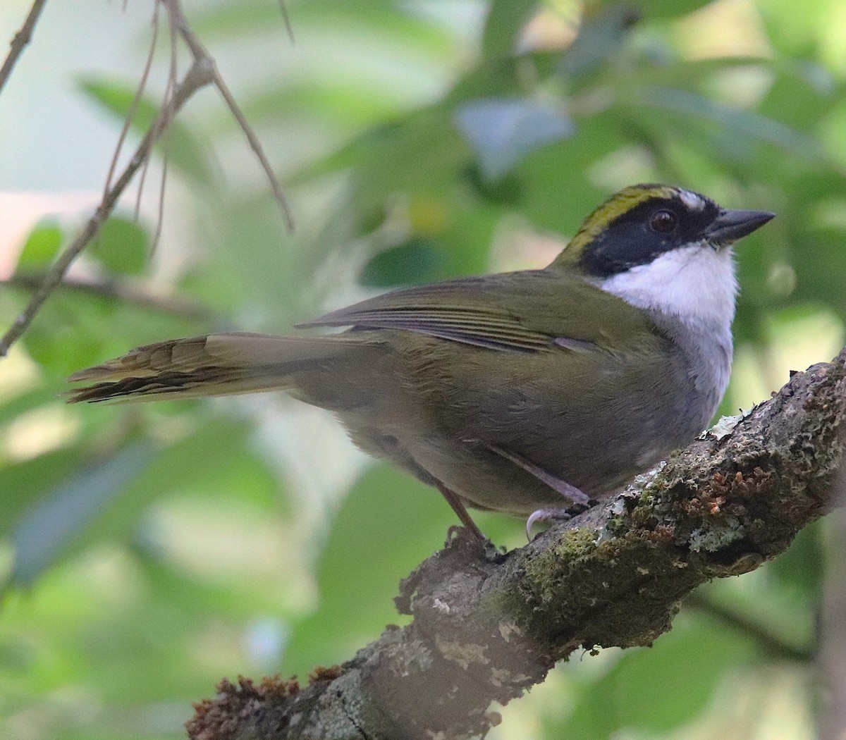 Green-striped Brushfinch - ML640015532