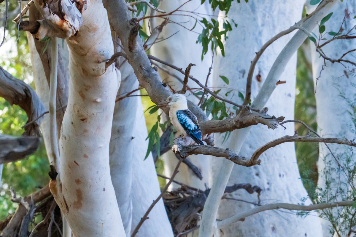 Blue-winged Kookaburra - ML640015540