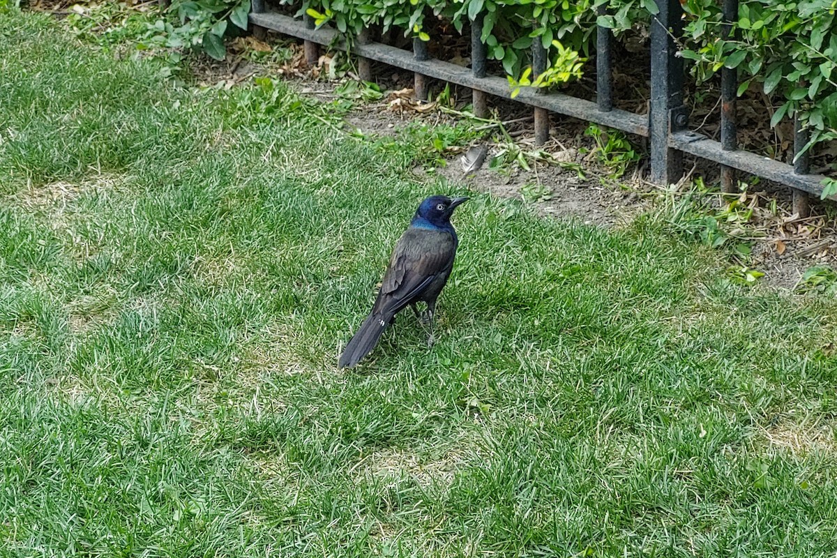 Common Grackle - ML640015547