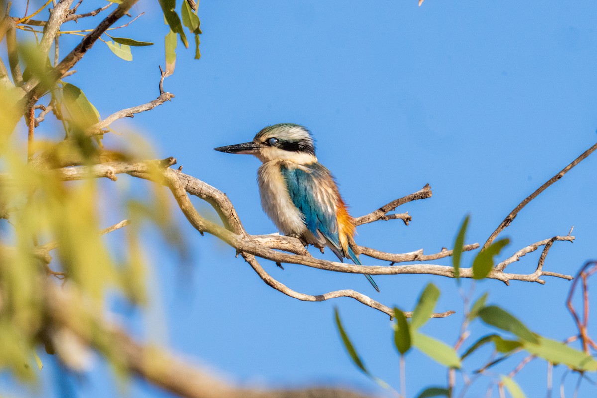 Red-backed Kingfisher - ML640015571