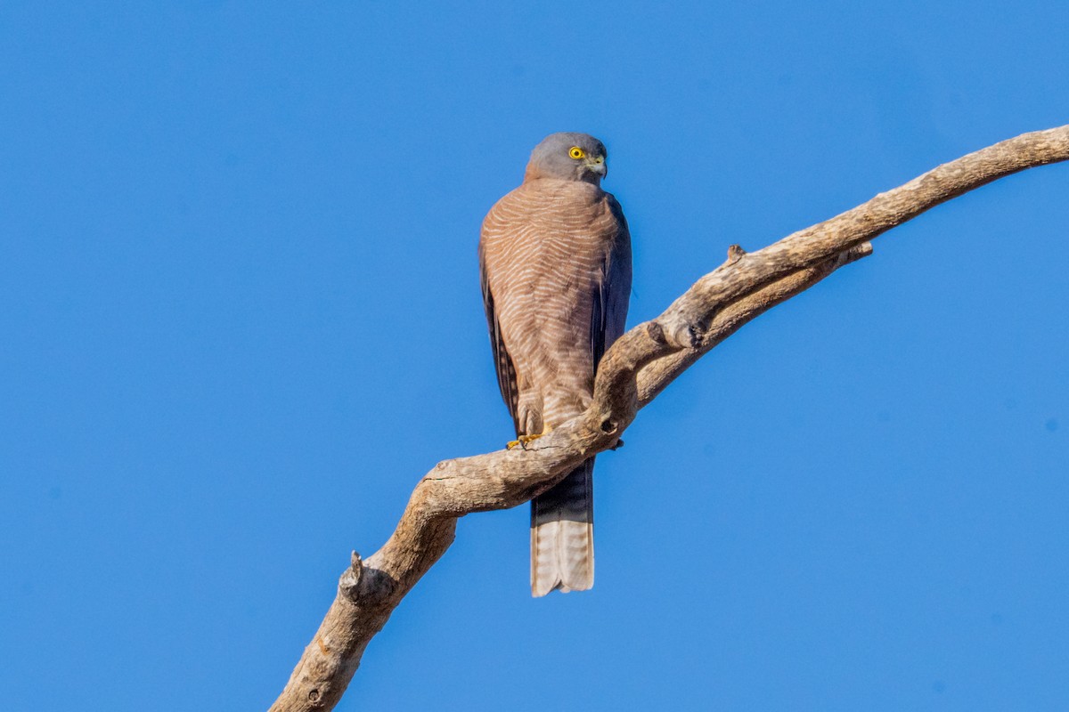 Collared Sparrowhawk - ML640015594