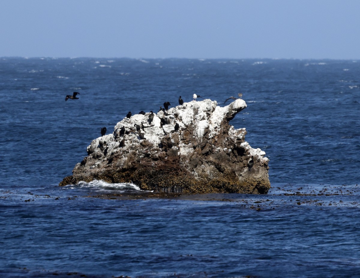 Brandt's Cormorant - ML640015604