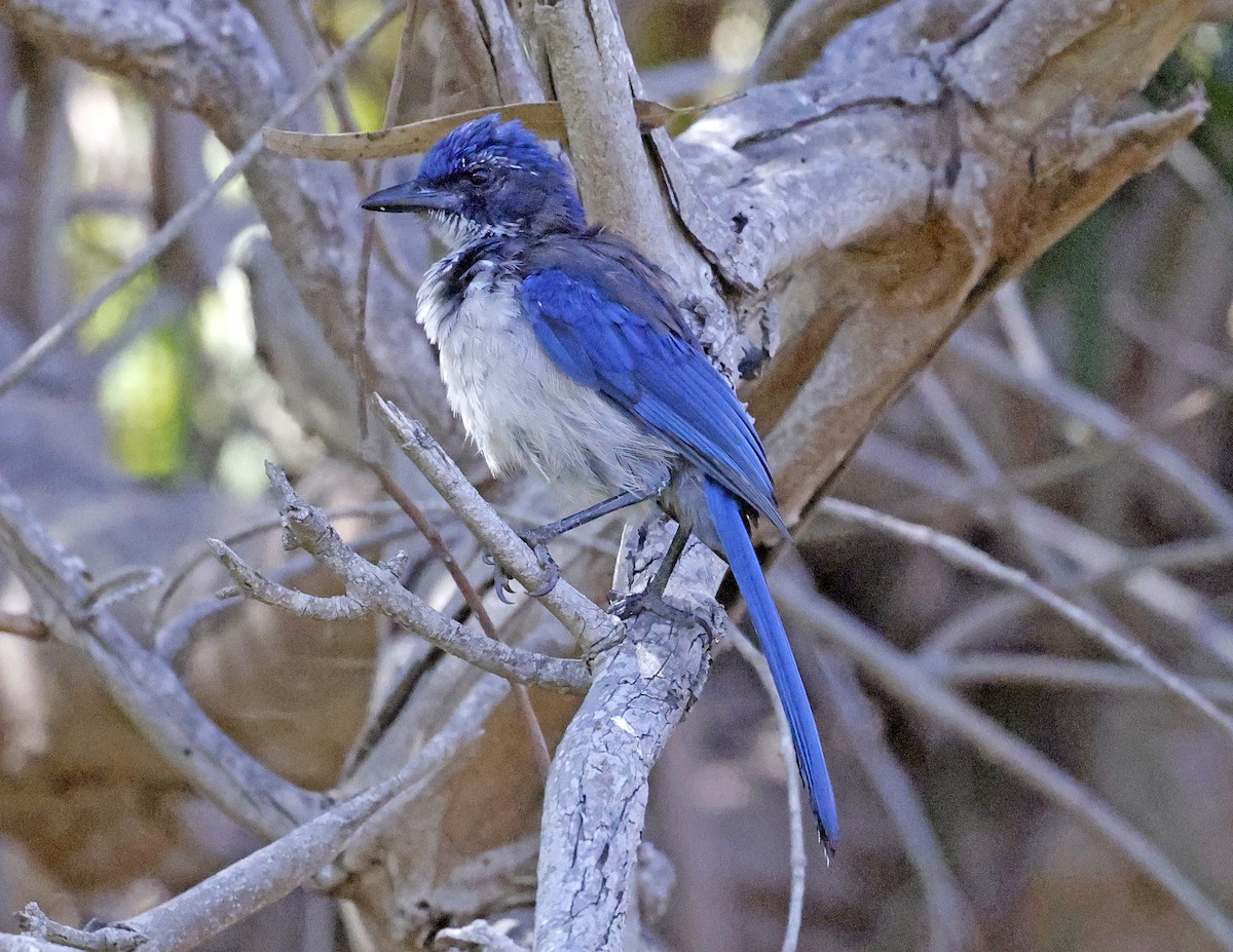 Island Scrub-Jay - ML640015627