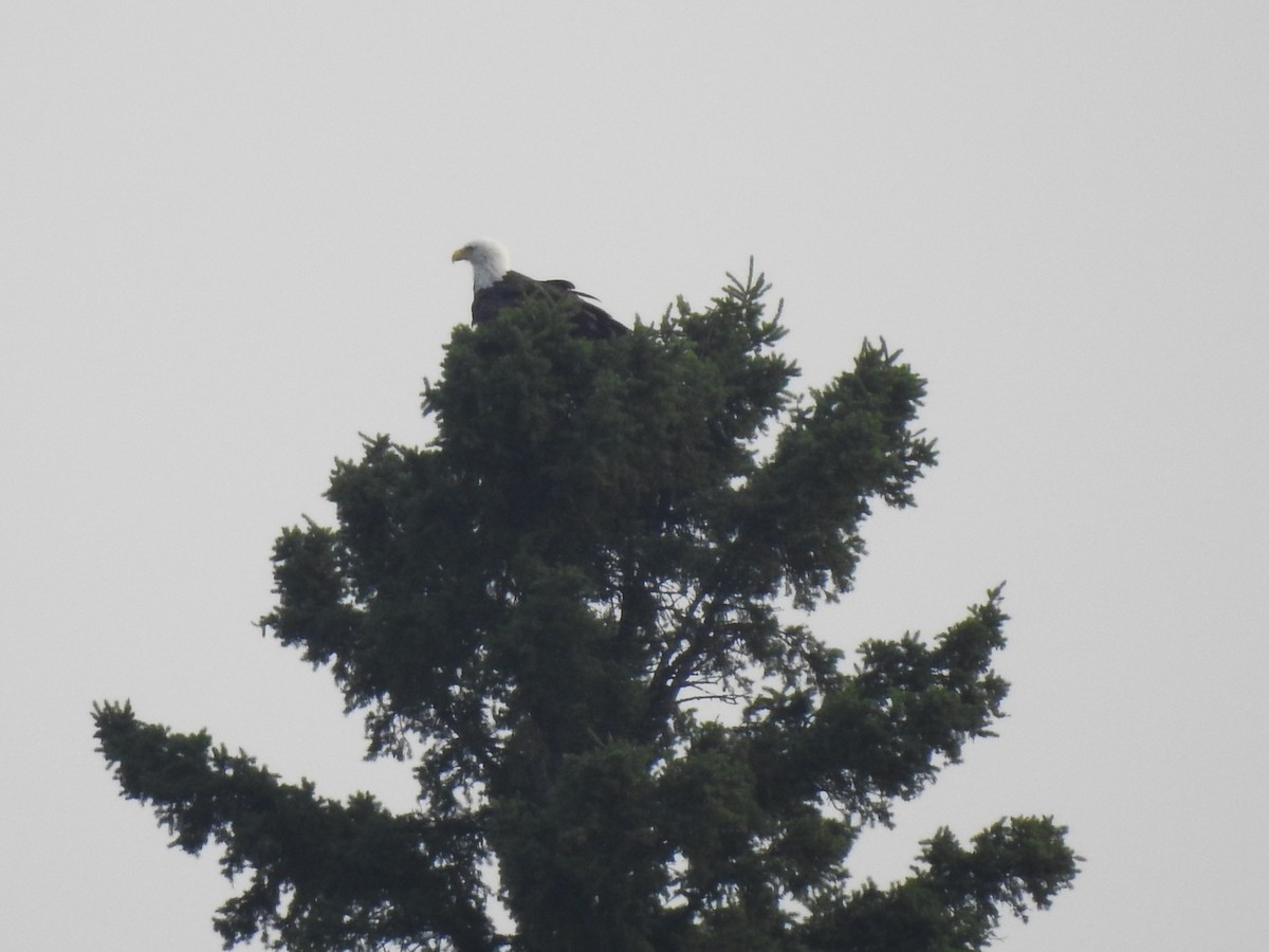 Bald Eagle - ML640015634