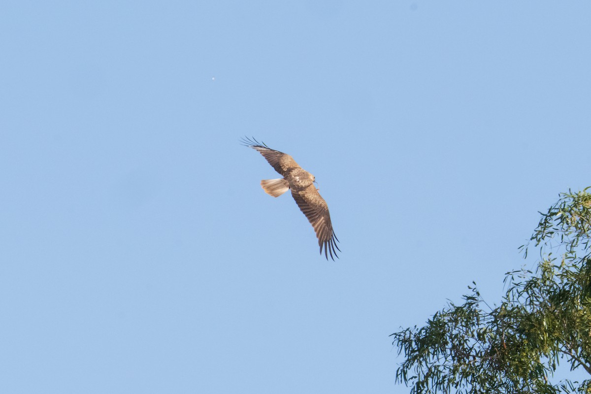 Whistling Kite - ML640015651