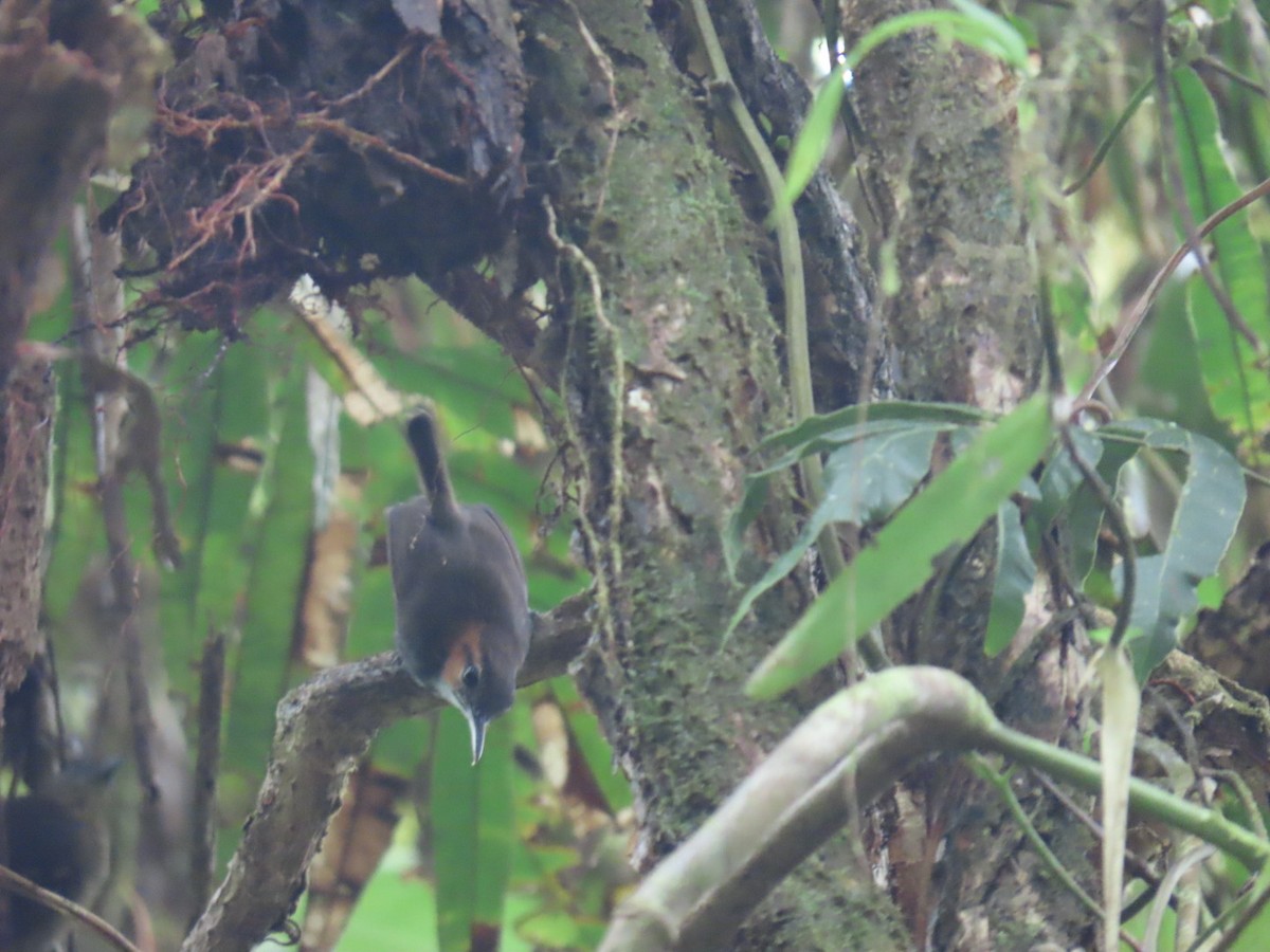 Tawny-faced Gnatwren - ML640015656
