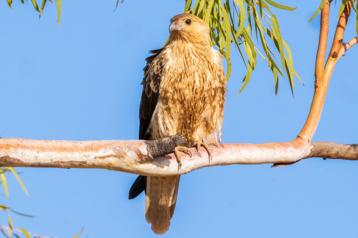 Whistling Kite - ML640015660