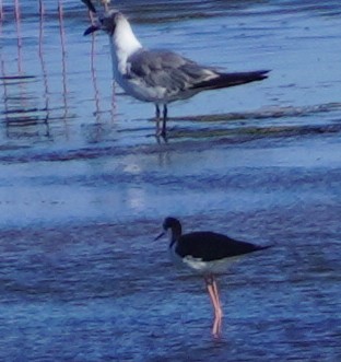 Laughing Gull - ML640015681