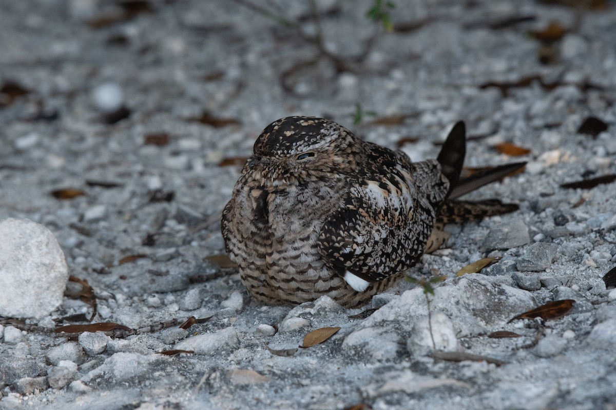 Antillean Nighthawk - ML640015706