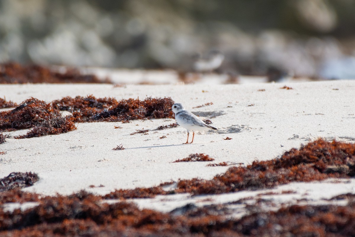 Piping Plover - ML640015719