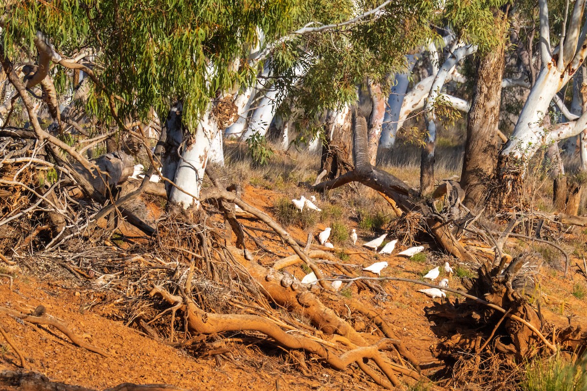 Little Corella - ML640015726