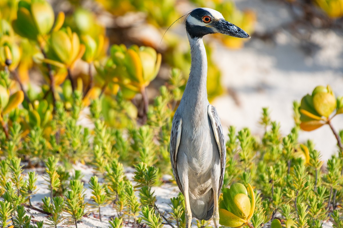 Yellow-crowned Night Heron - ML640015748