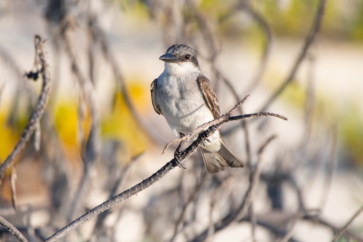 Gray Kingbird - ML640015750