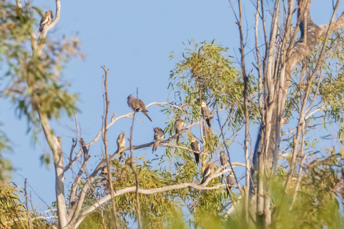 Cockatiel - ML640015761