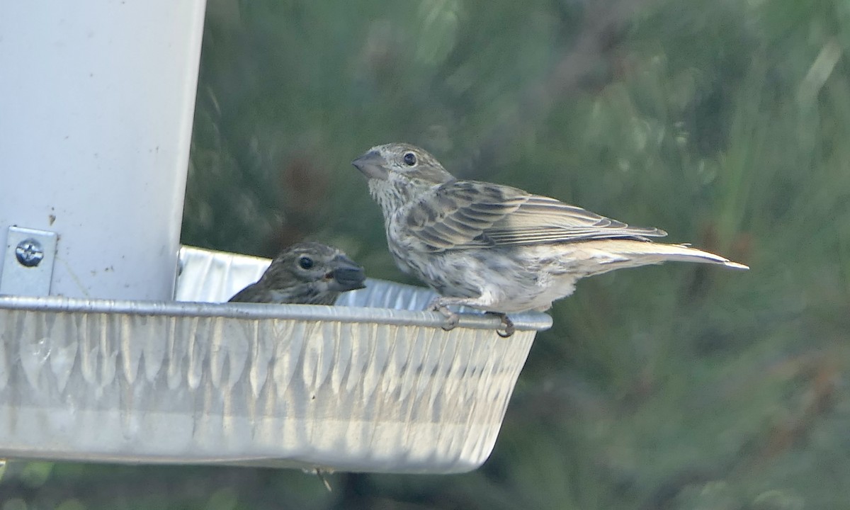 House Finch - ML640015766