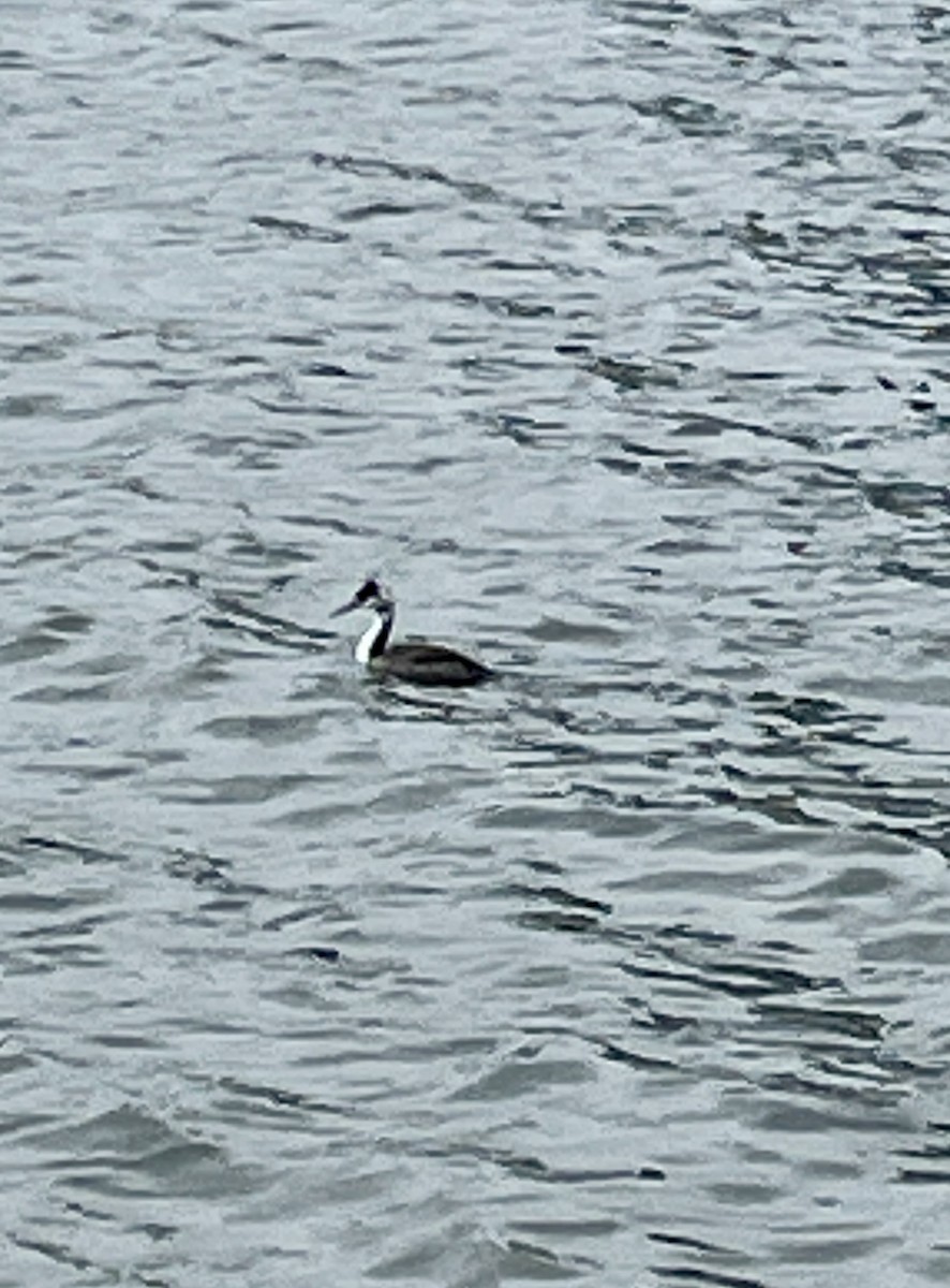 Great Crested Grebe - ML640015814