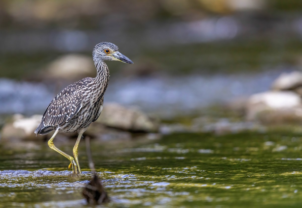 Yellow-crowned Night Heron - ML640015837