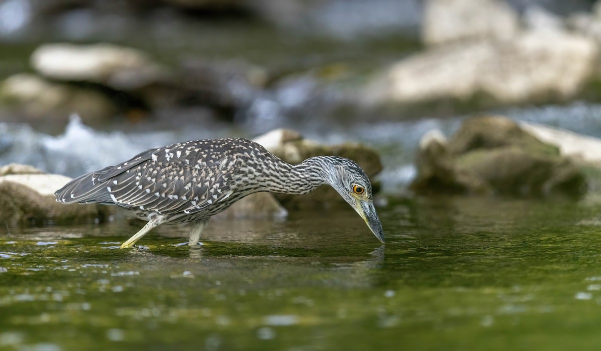 Yellow-crowned Night Heron - ML640015847