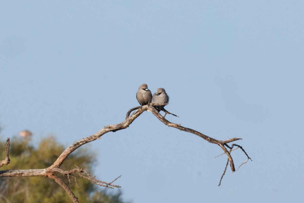 Black-faced Woodswallow - ML640015851
