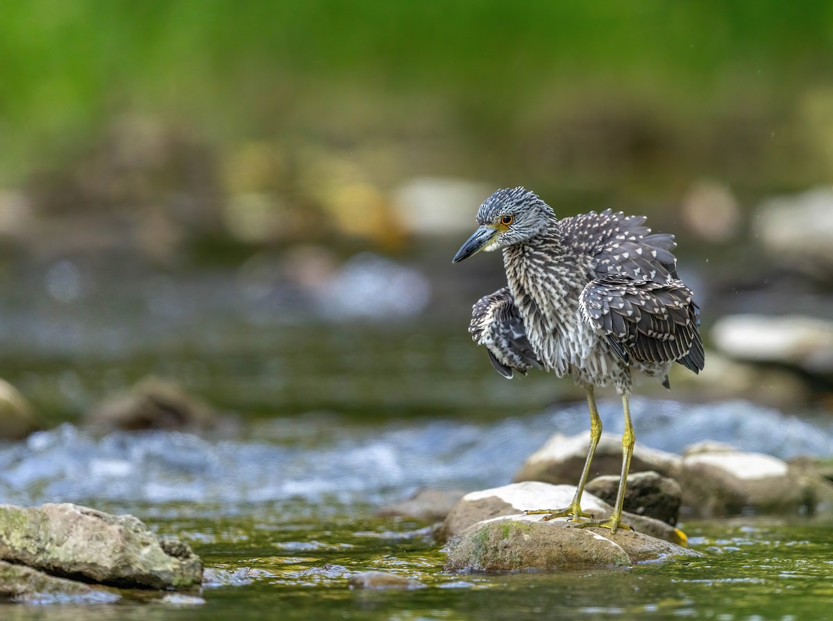 Yellow-crowned Night Heron - ML640015852