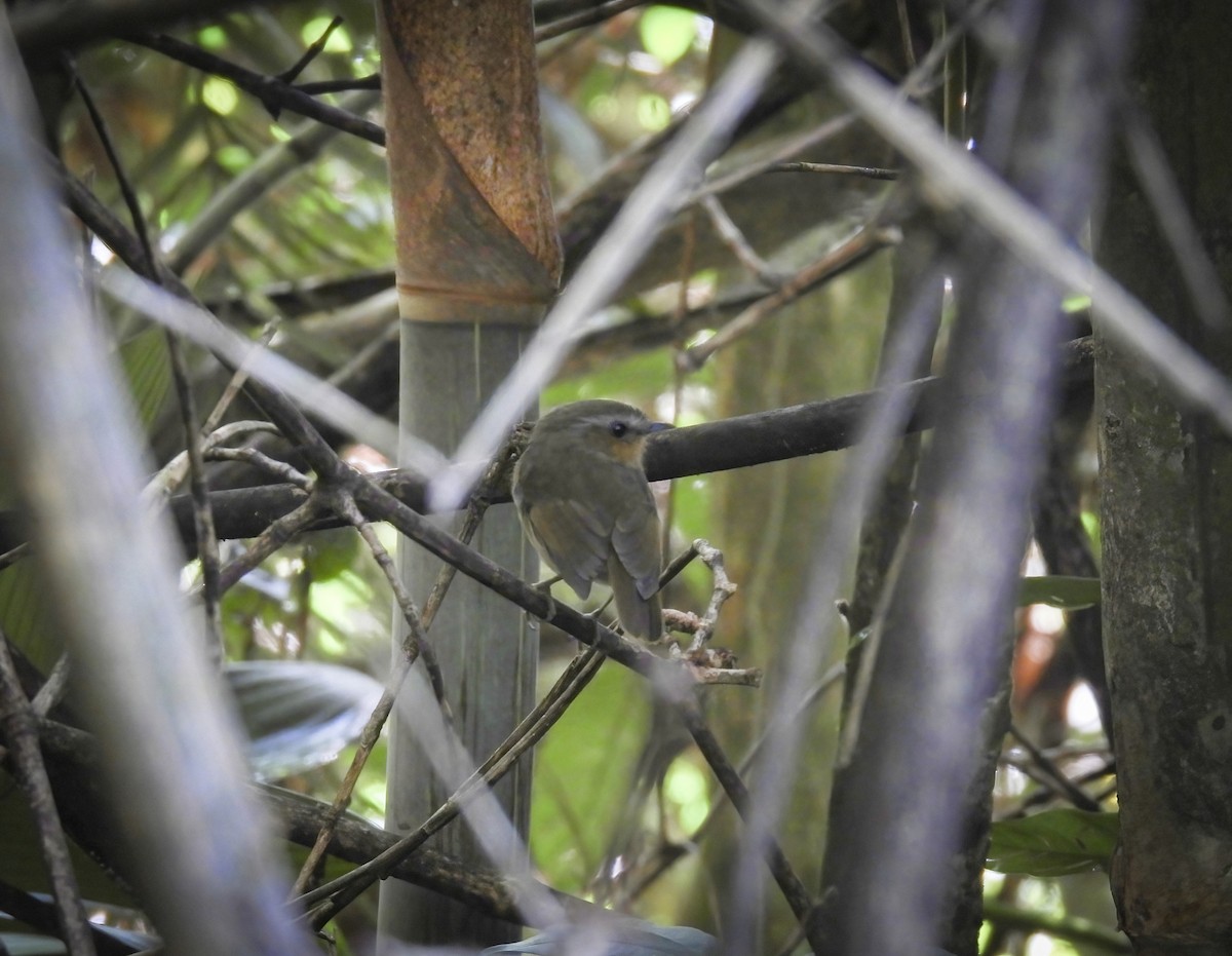 Rufous Gnateater - ML640015854