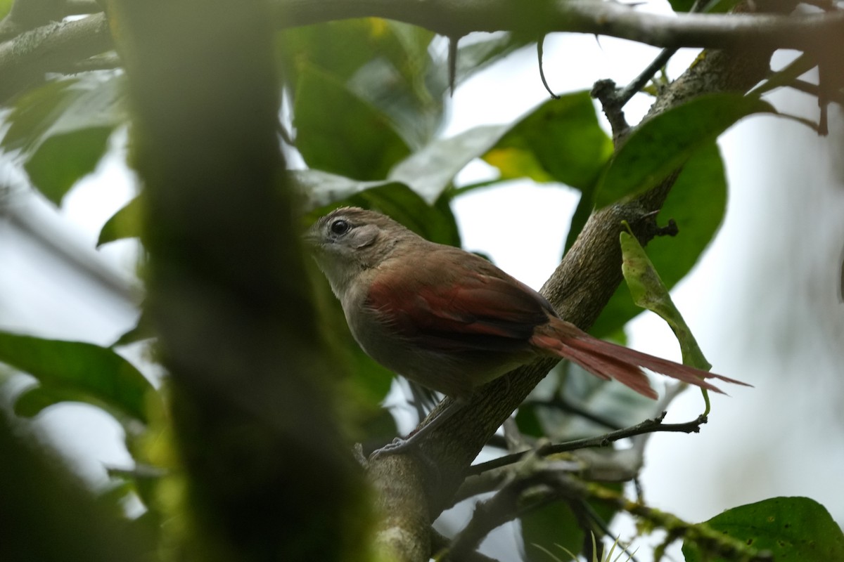 Plain-crowned Spinetail - ML640015870