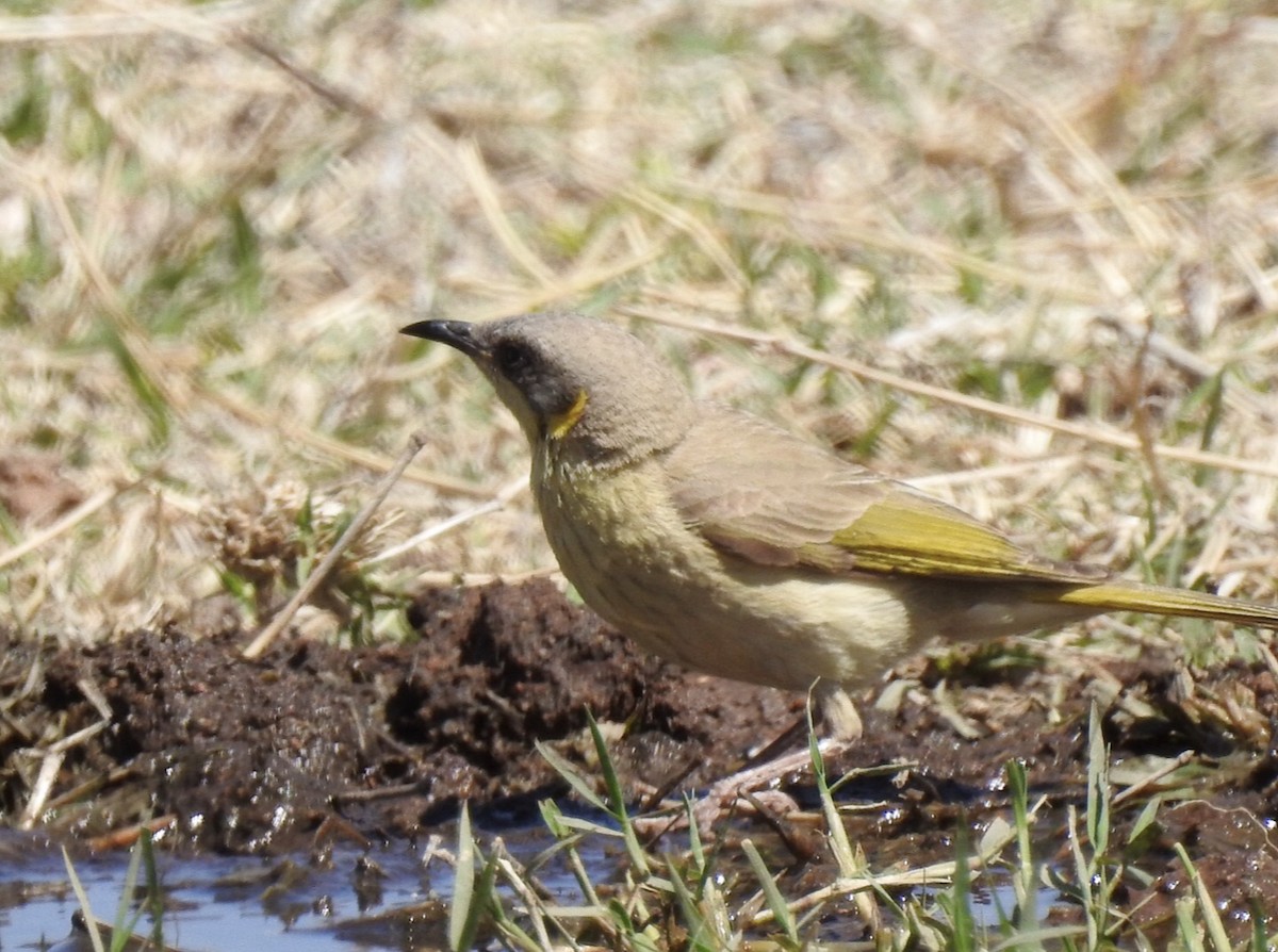 Gray-headed Honeyeater - ML640015877