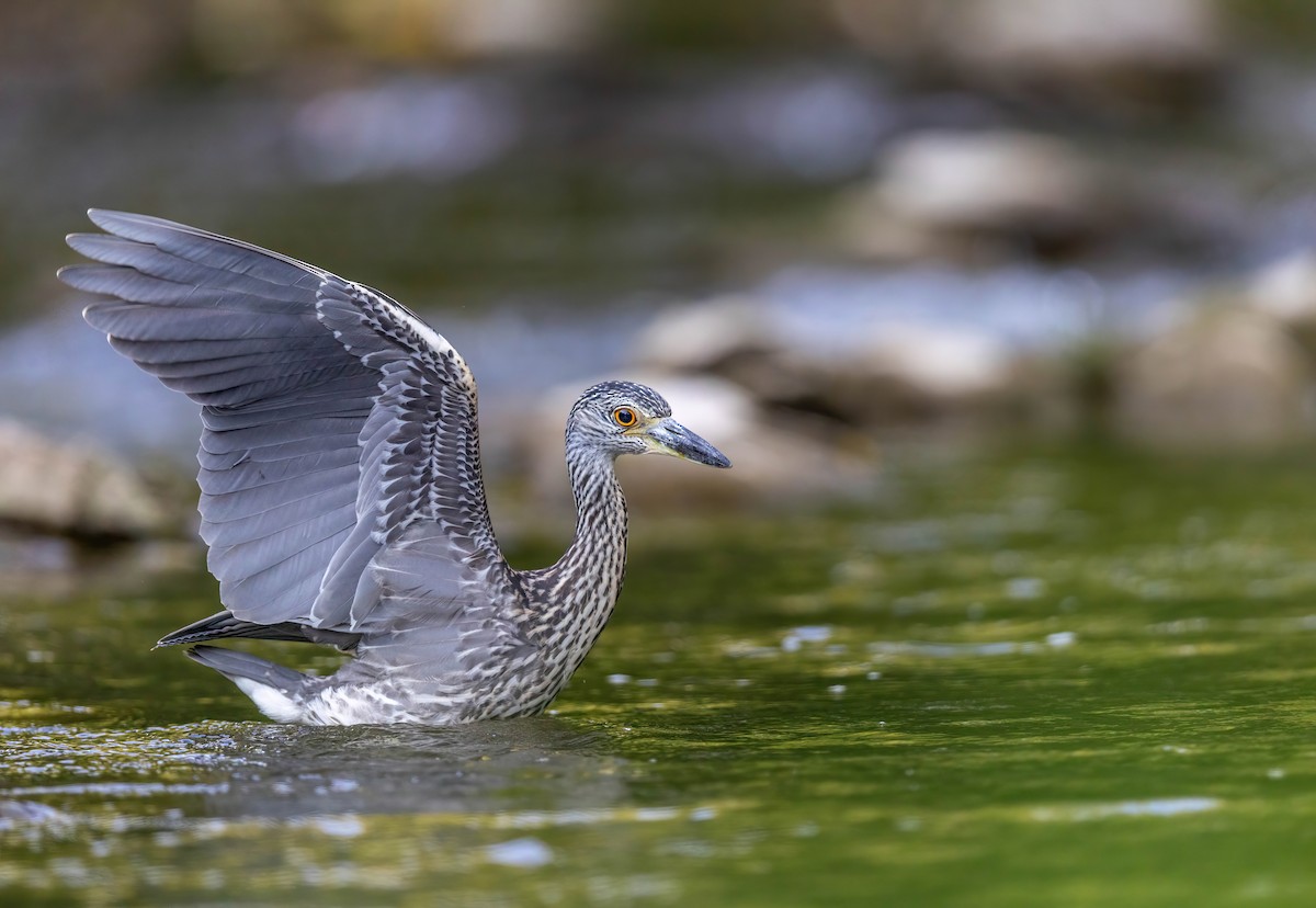 Yellow-crowned Night Heron - ML640015881