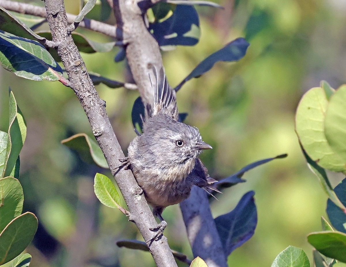 Wrentit - ML640015890