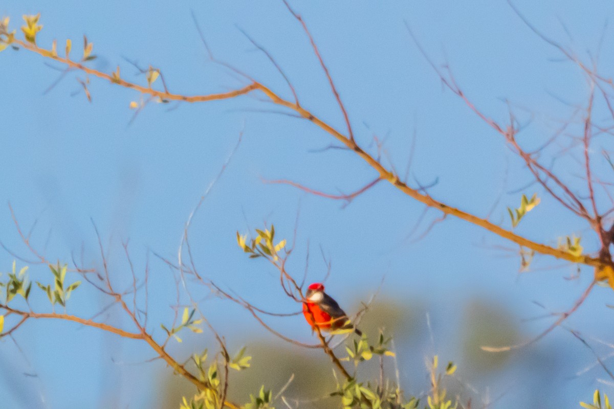 Crimson Chat - ML640015929