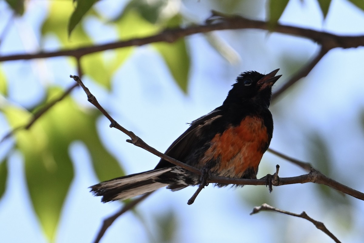 Painted Redstart - ML640015977