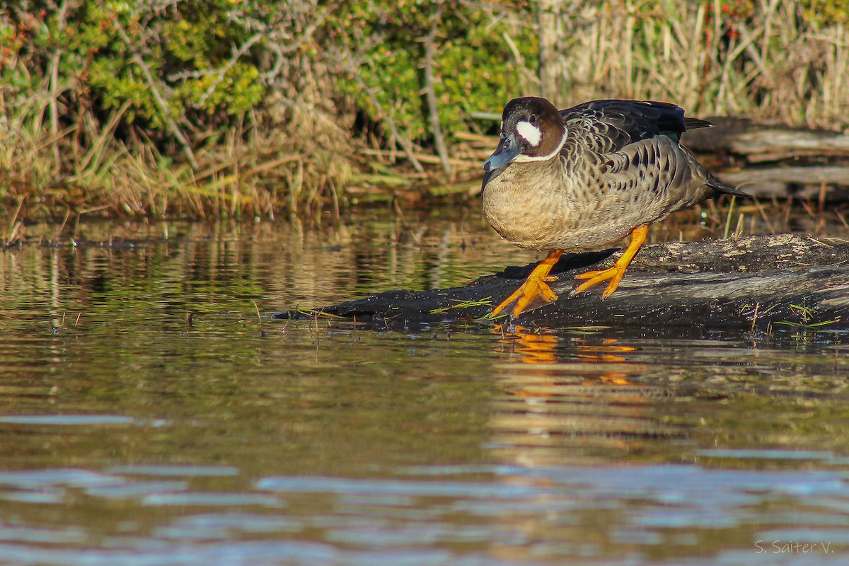 Spectacled Duck - ML640016007