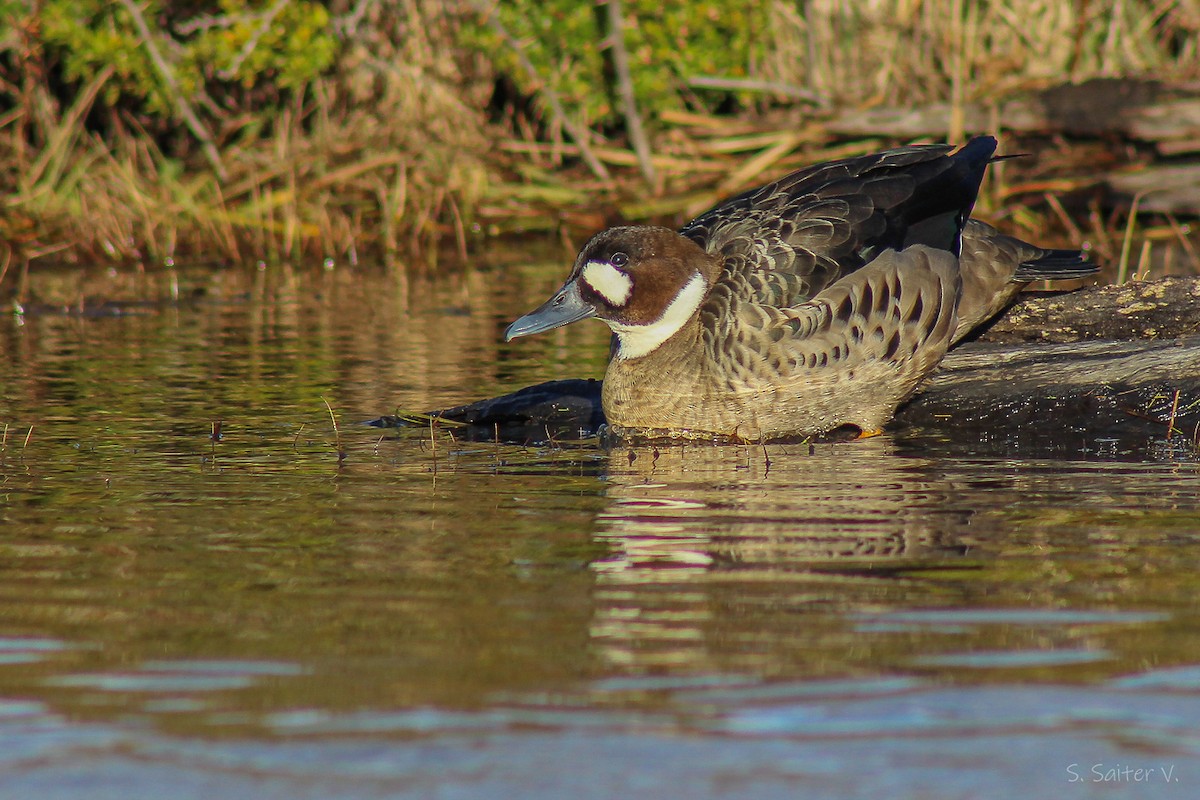 Spectacled Duck - ML640016008