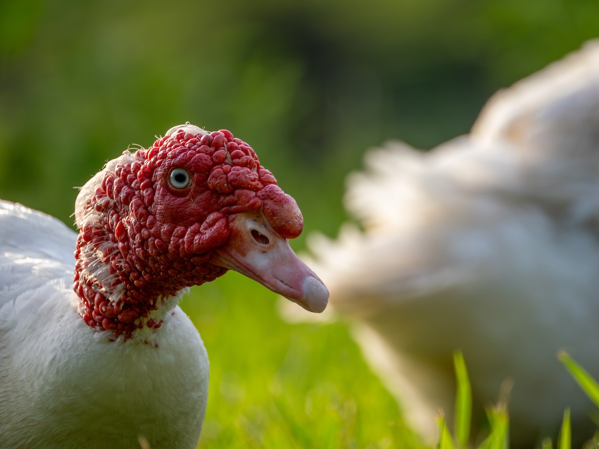 Muscovy Duck (Domestic type) - ML640016017