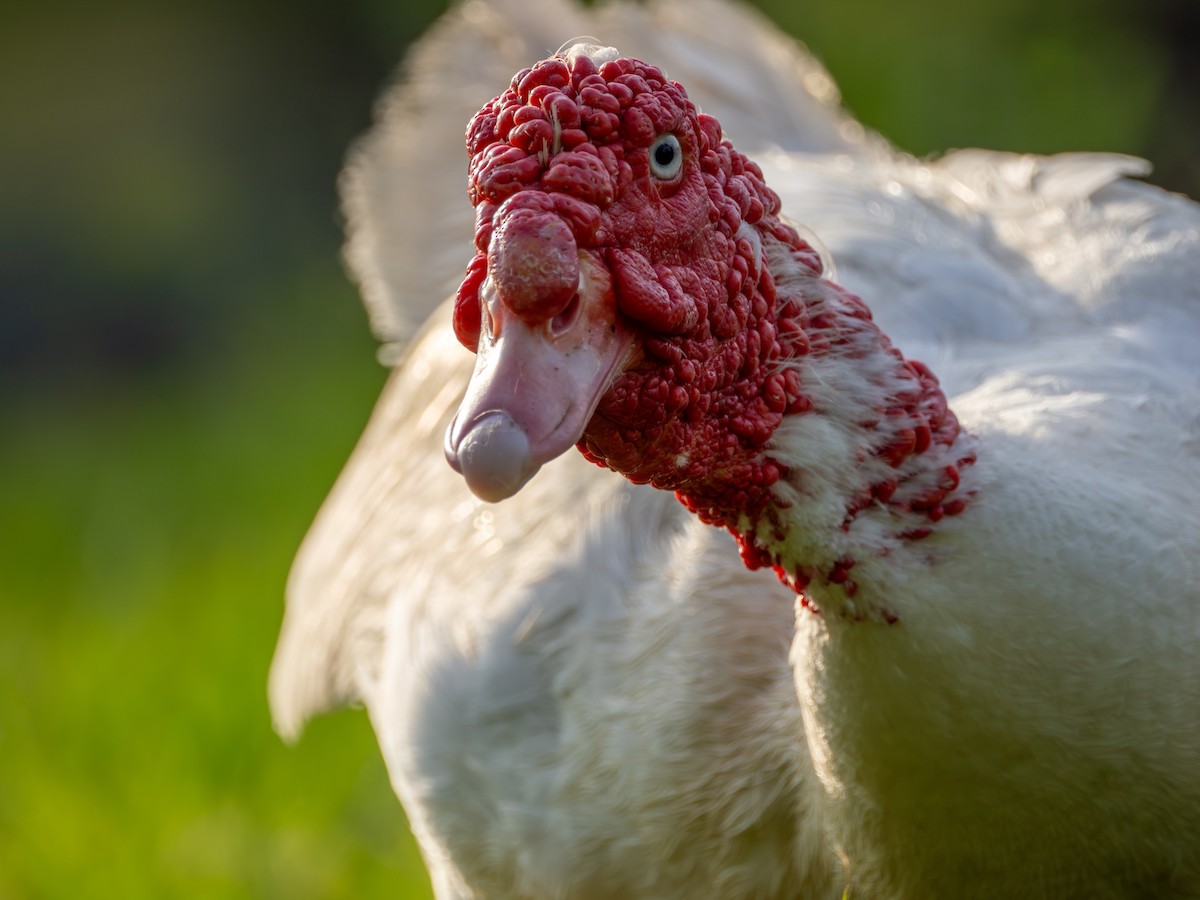 Muscovy Duck (Domestic type) - ML640016018
