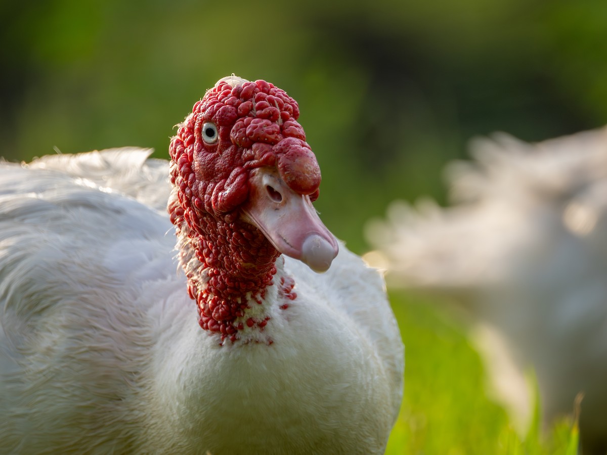 Muscovy Duck (Domestic type) - ML640016019
