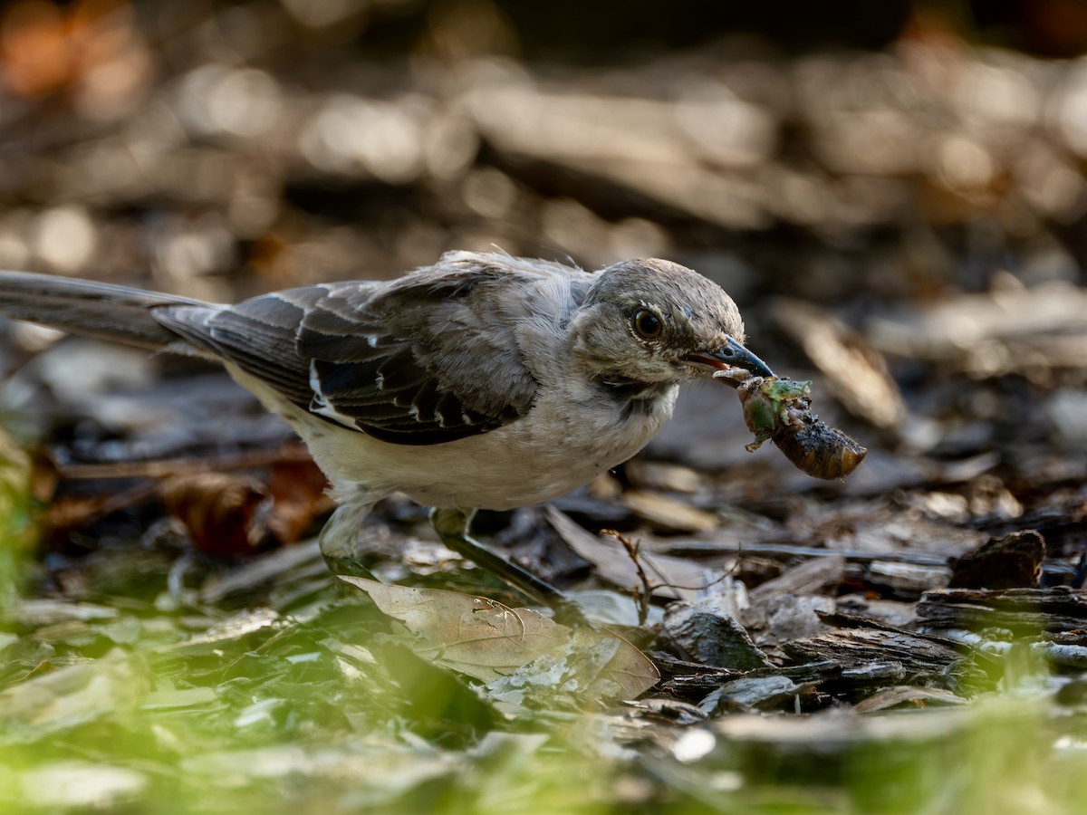 Northern Mockingbird - ML640016030