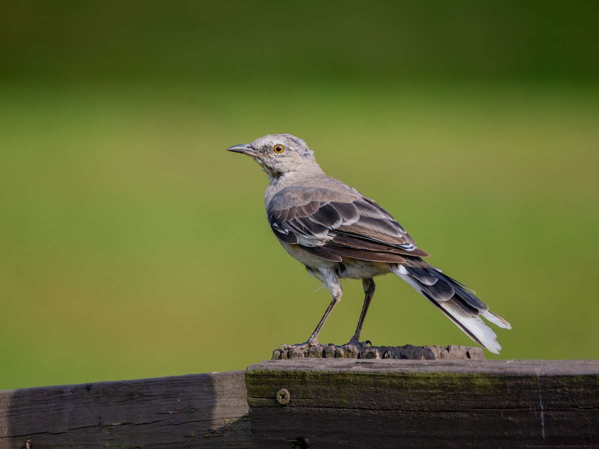 Northern Mockingbird - ML640016031