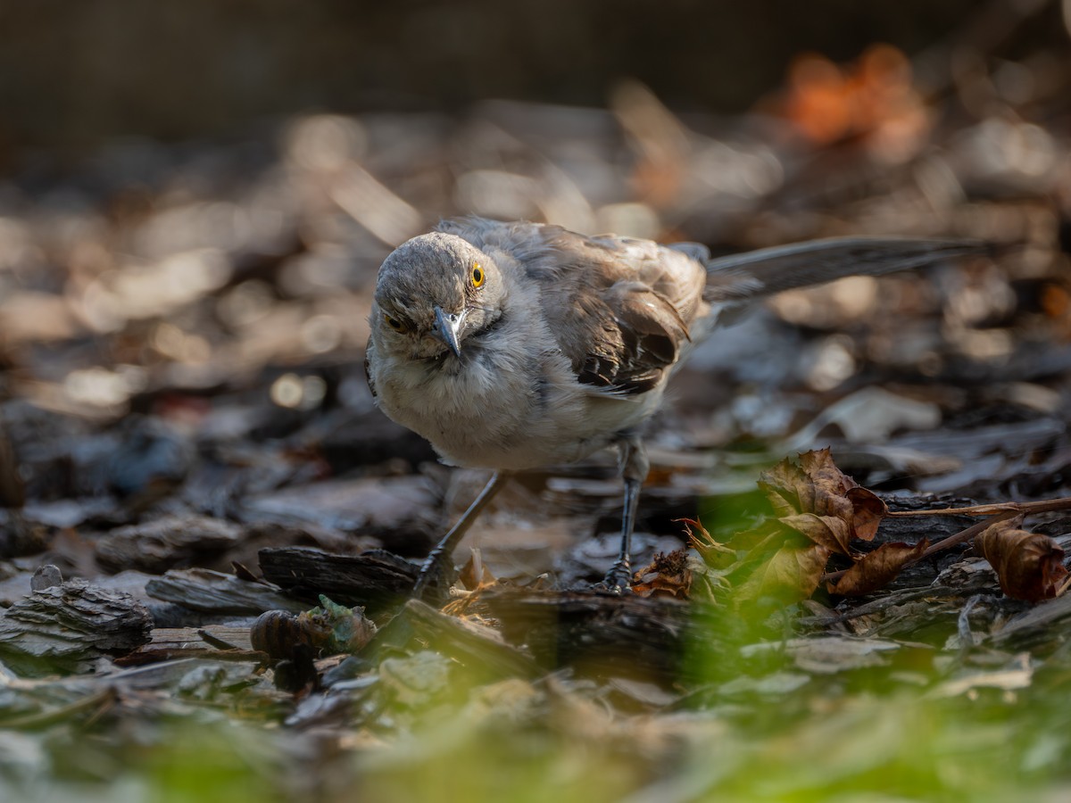 Northern Mockingbird - ML640016032
